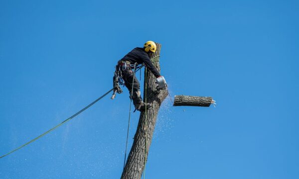 Availing Tree Services가 귀하의 집에 좋은 아이디어인 4가지 이유