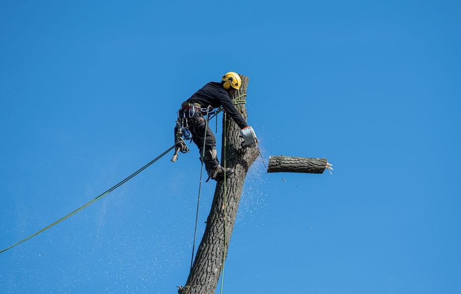 Availing Tree Services가 귀하의 집에 좋은 아이디어인 4가지 이유